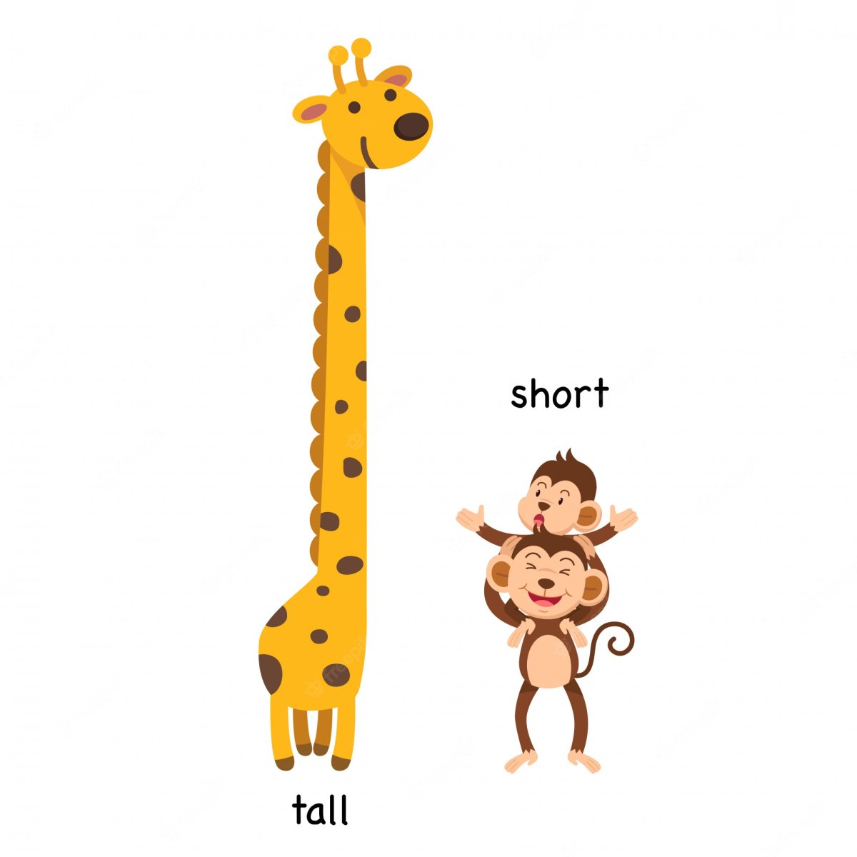 Tall short Flashcards
