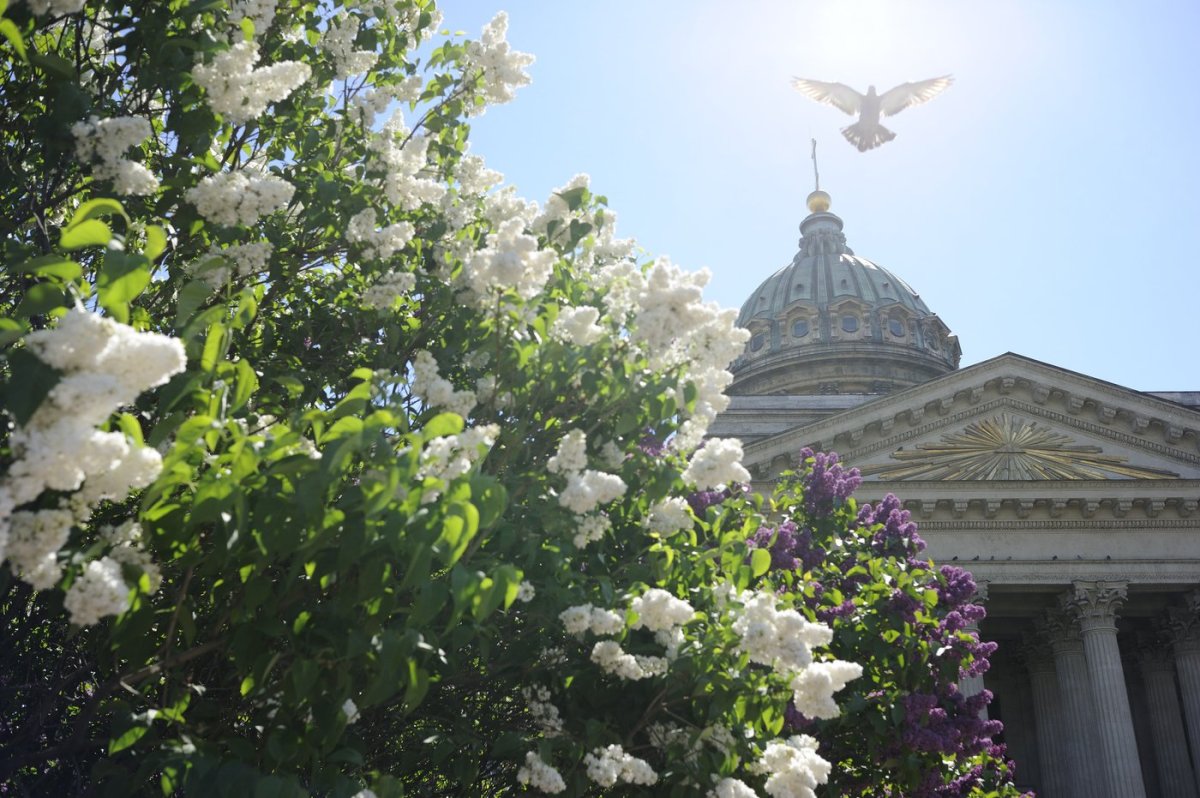 Сирень в Санкт-Петербурге