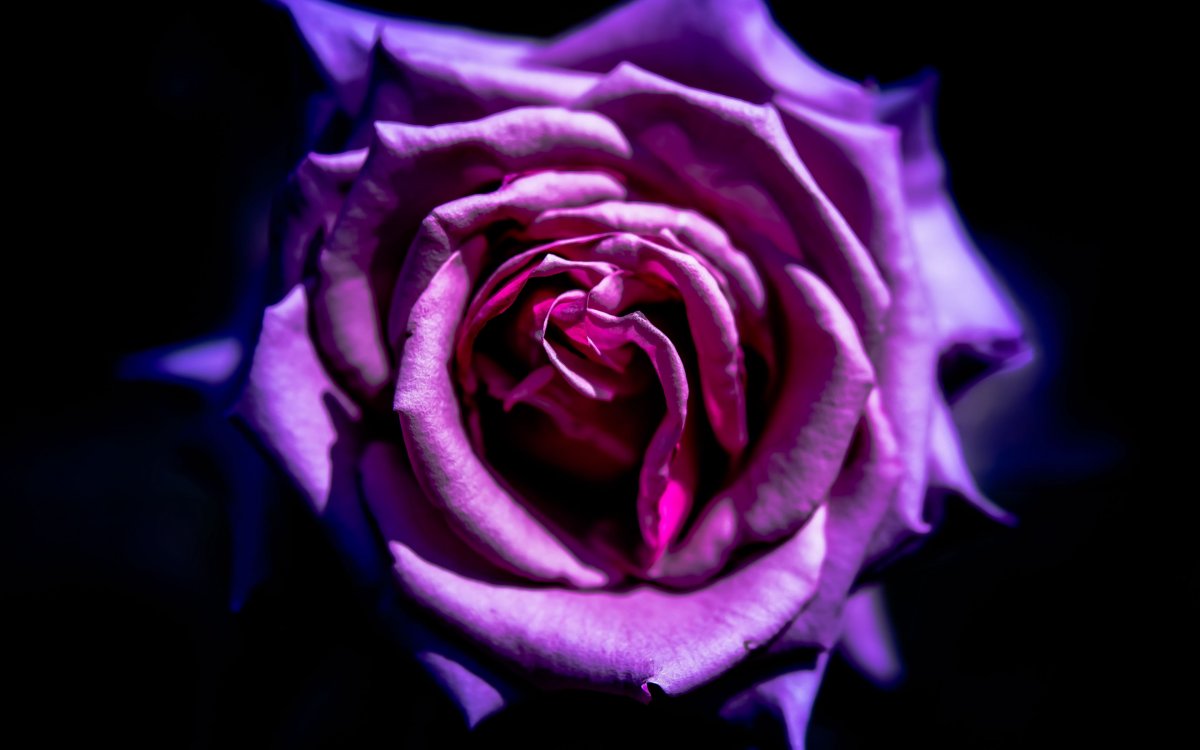 Сиреневые цветы Эстетика