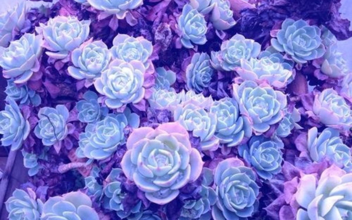 Иконки для приложений в фиолетовом цвете