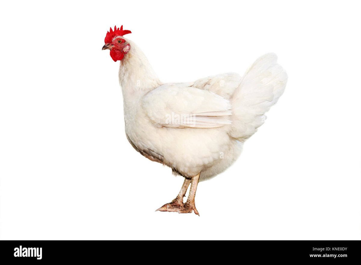 Цыпленок с гребешком на белом