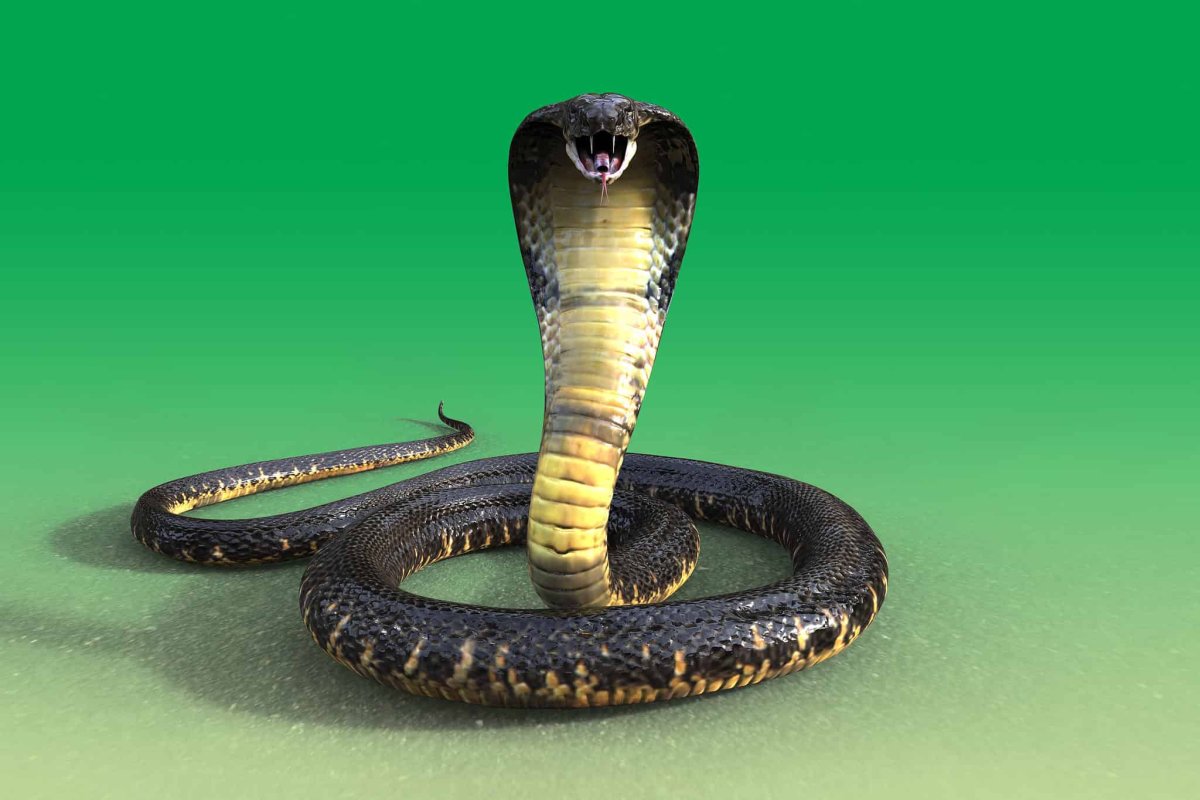 Шутки про змею