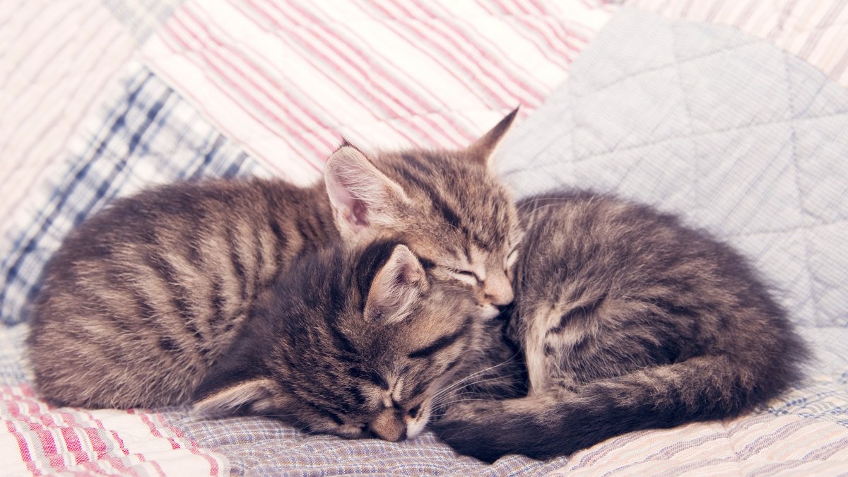 Милые котики обнимаются