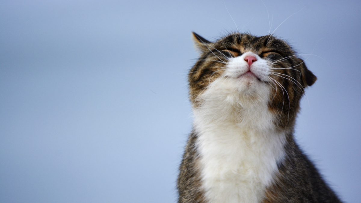 Монти Пайтон silly walk