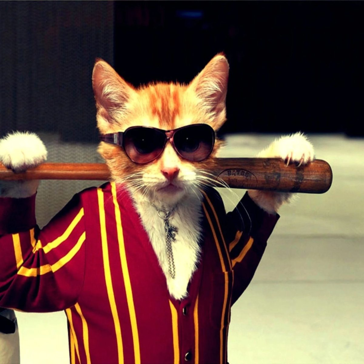 Крутой кот в очках