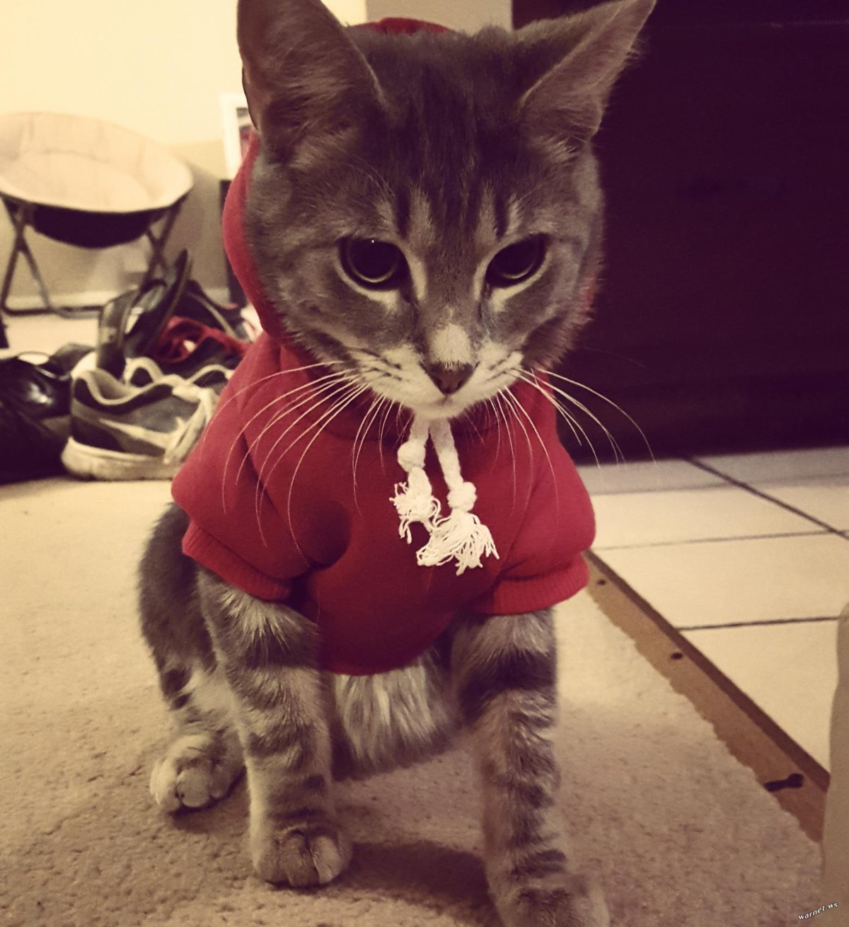 Аватарка кот