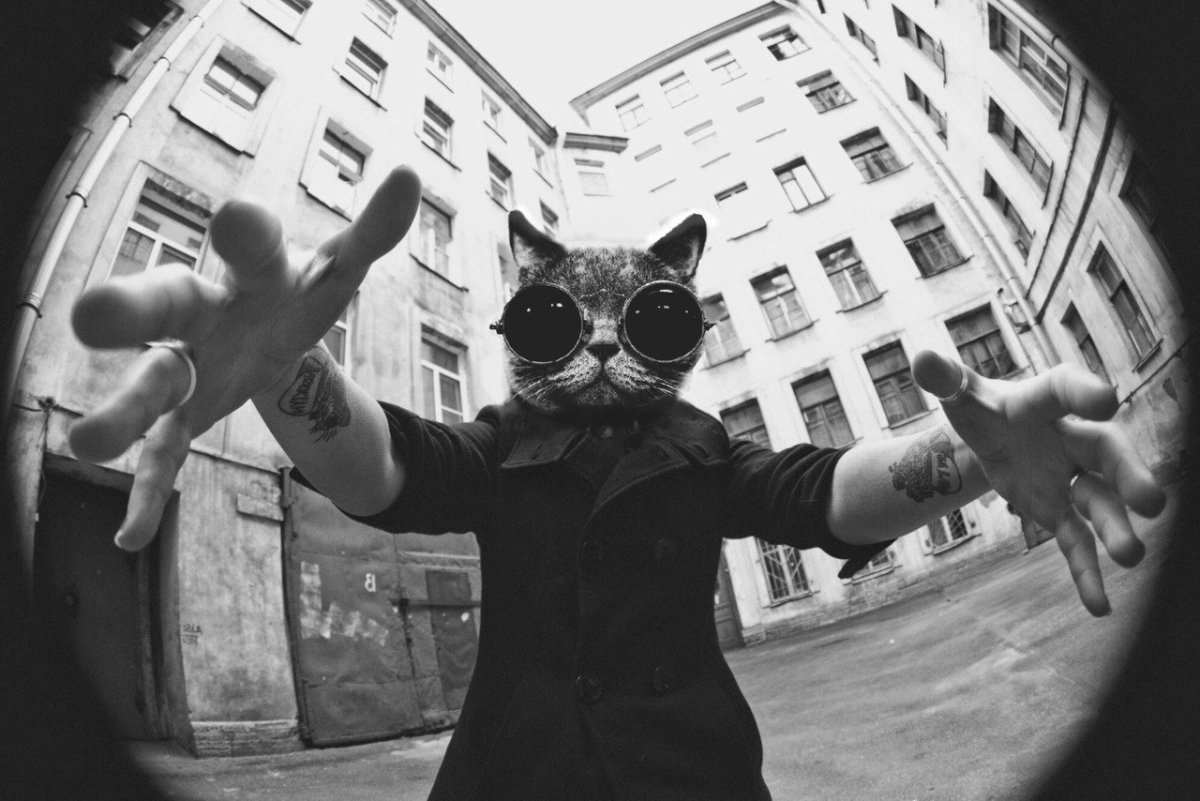 Крутые коты