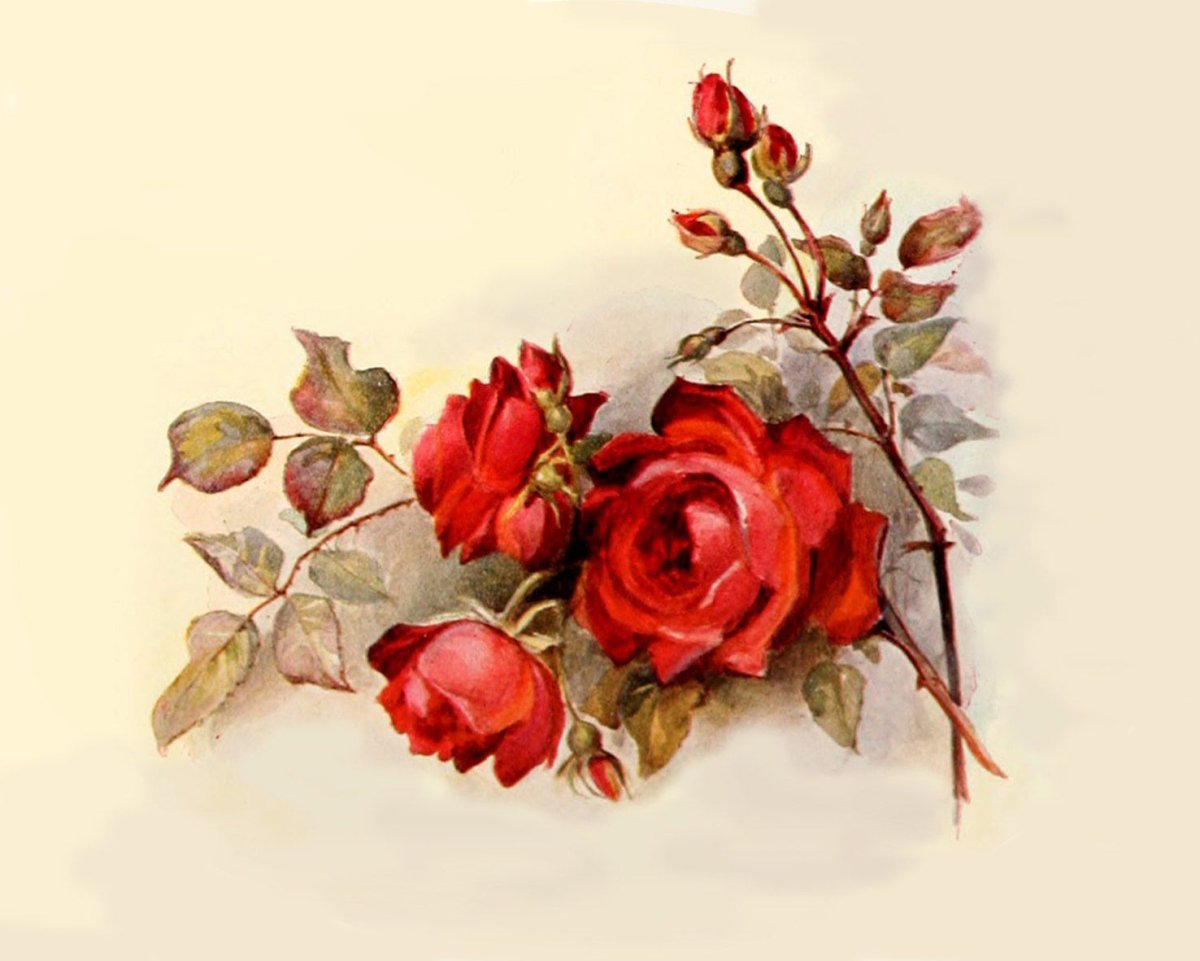 Винтажные розы