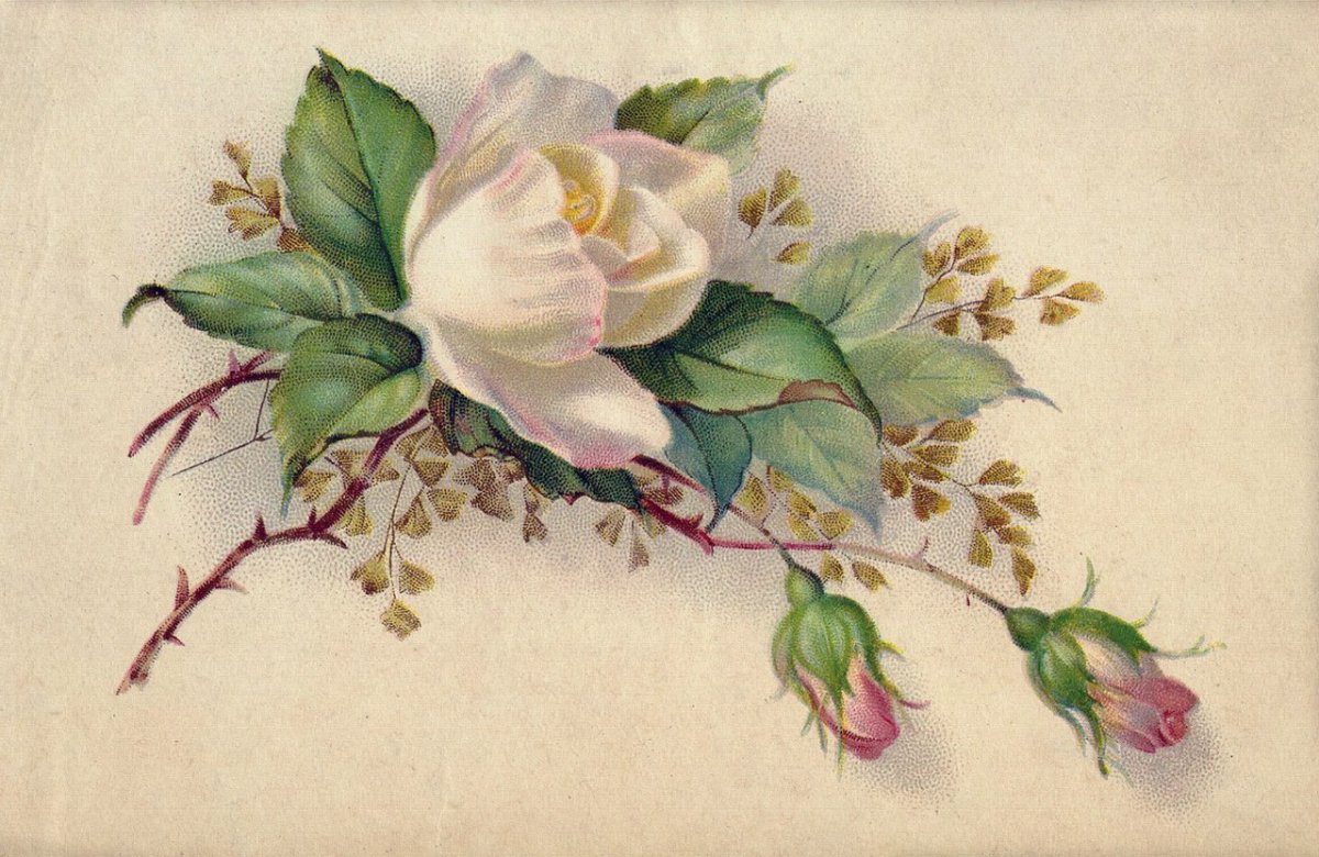 Художник Sonie Ames