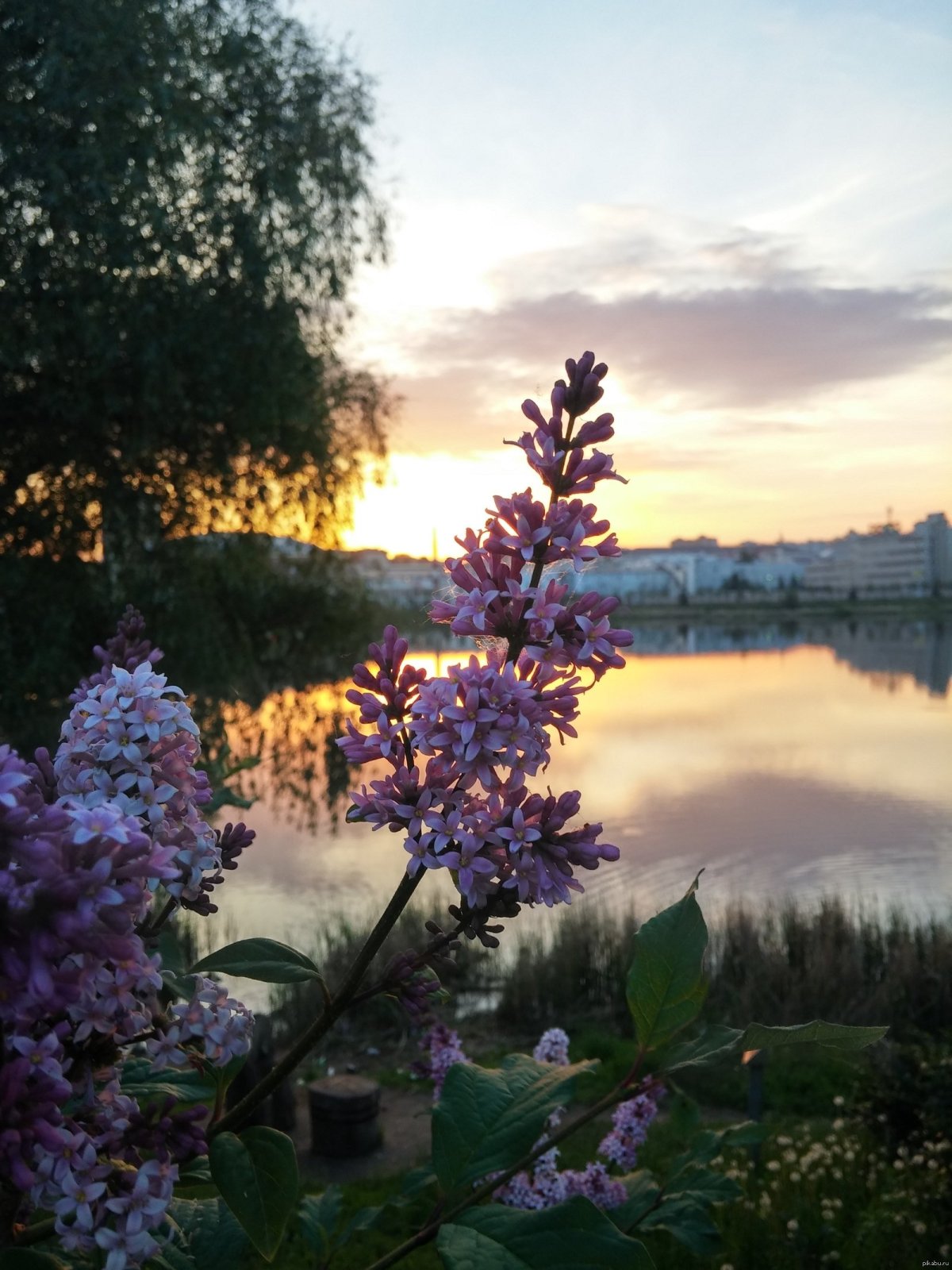 Сирень Вечерний звон