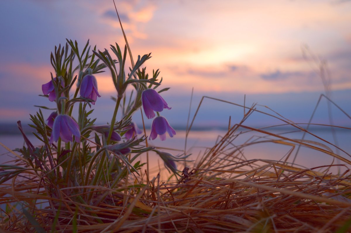 Подснежники на Дальнем востоке