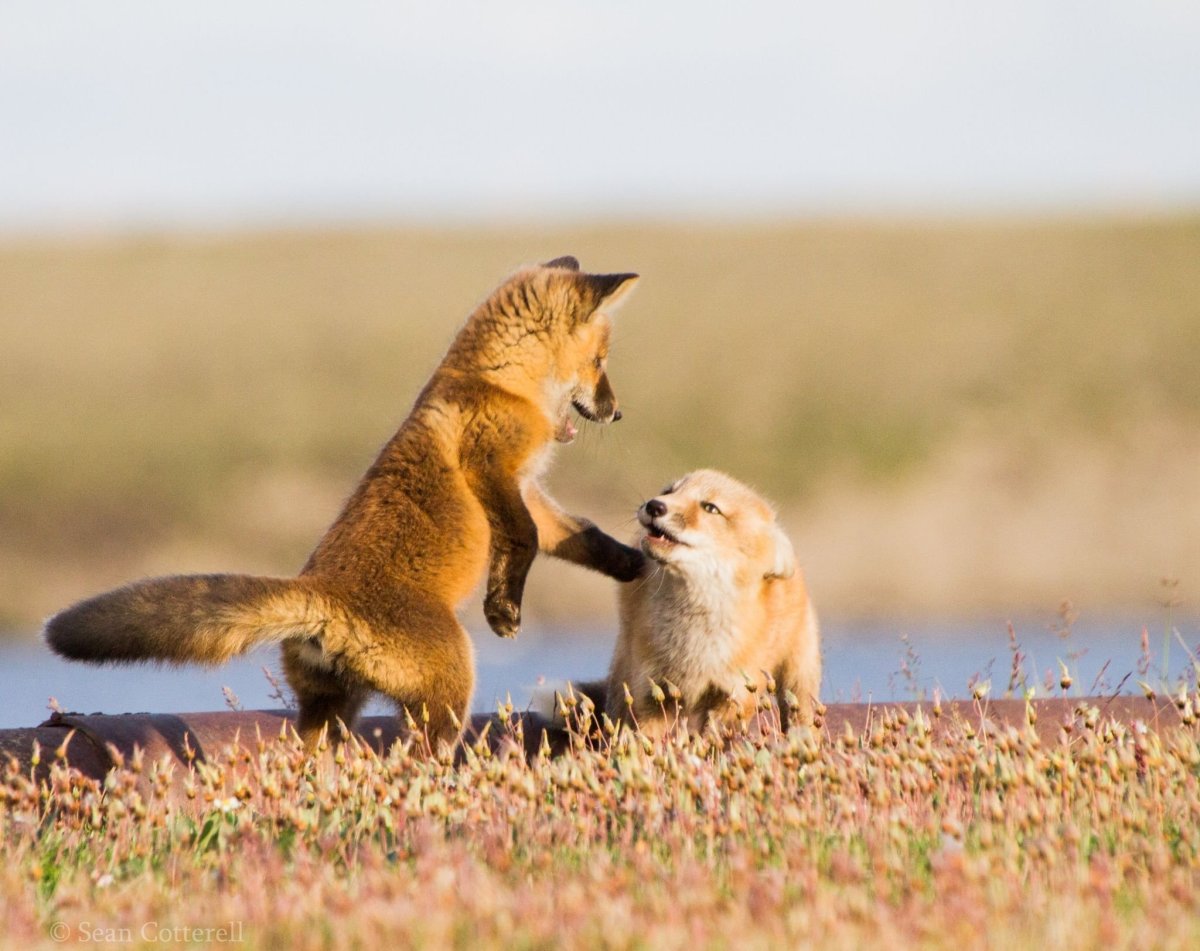 Лиса с ежом