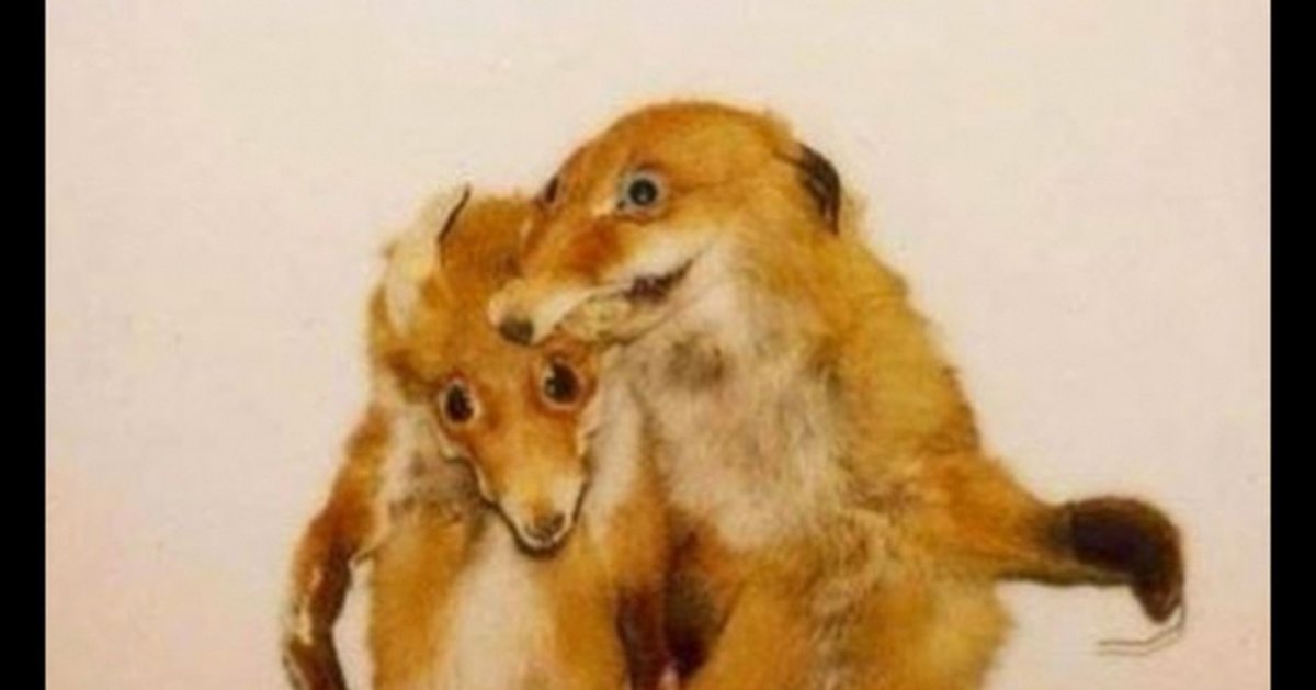 Фурри Робин Гуд лисица