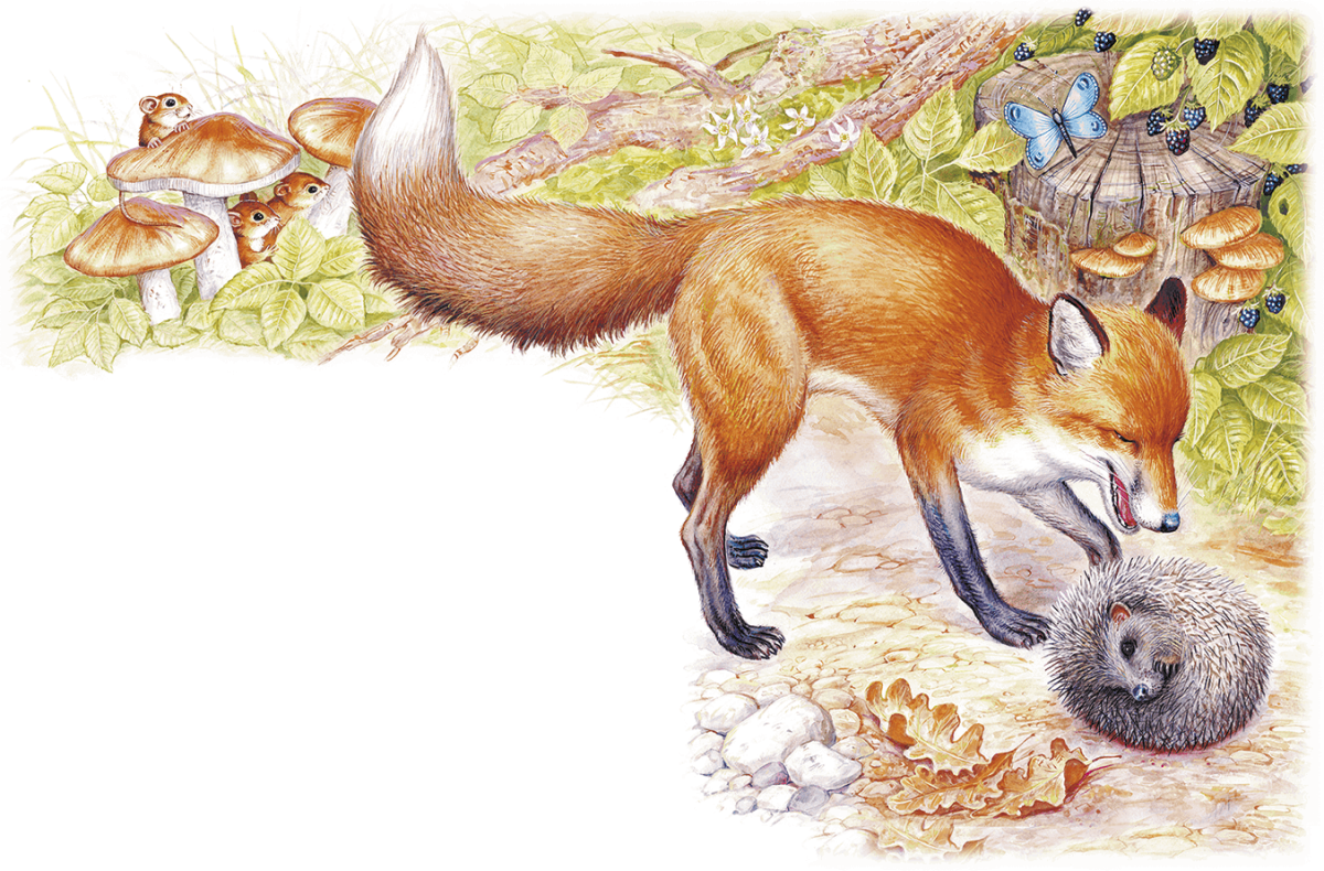 Николай Сладков лисица и еж