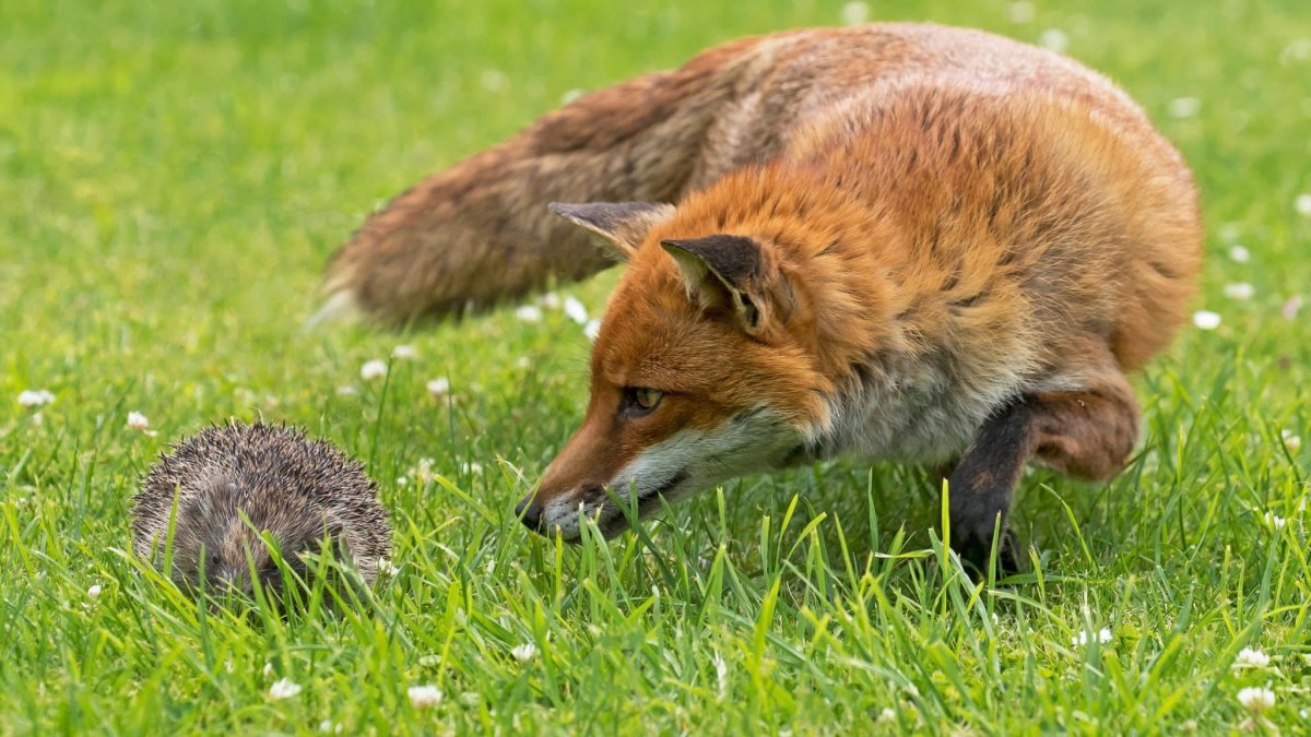 Евгений Чарушин лисята