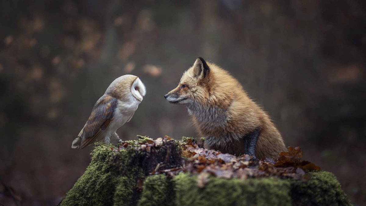 Пьяные лисы