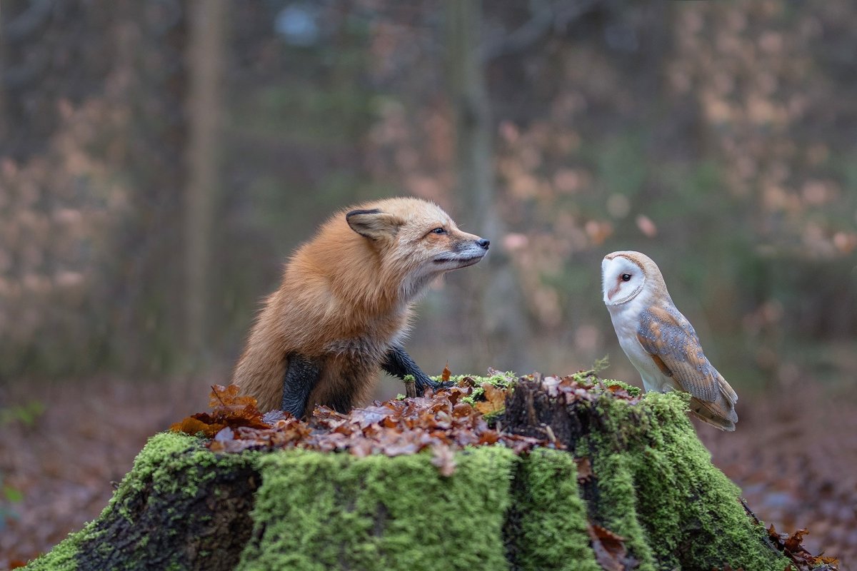 Осень Лис фурри