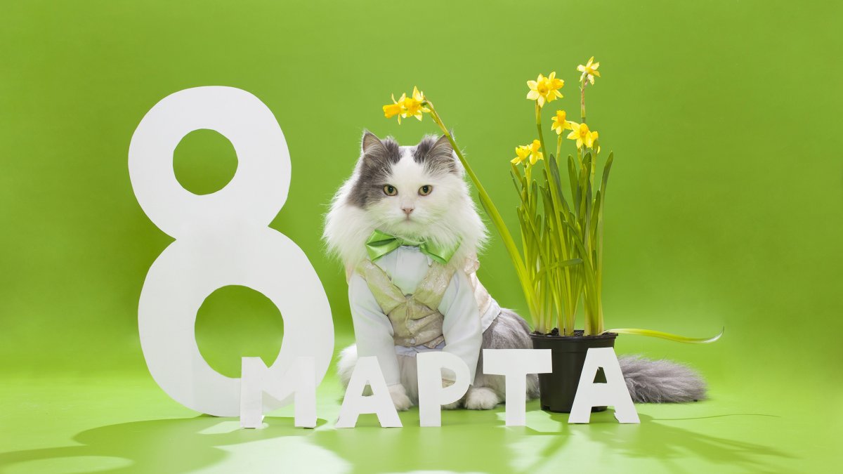 Кот поздравляет с 8 марта