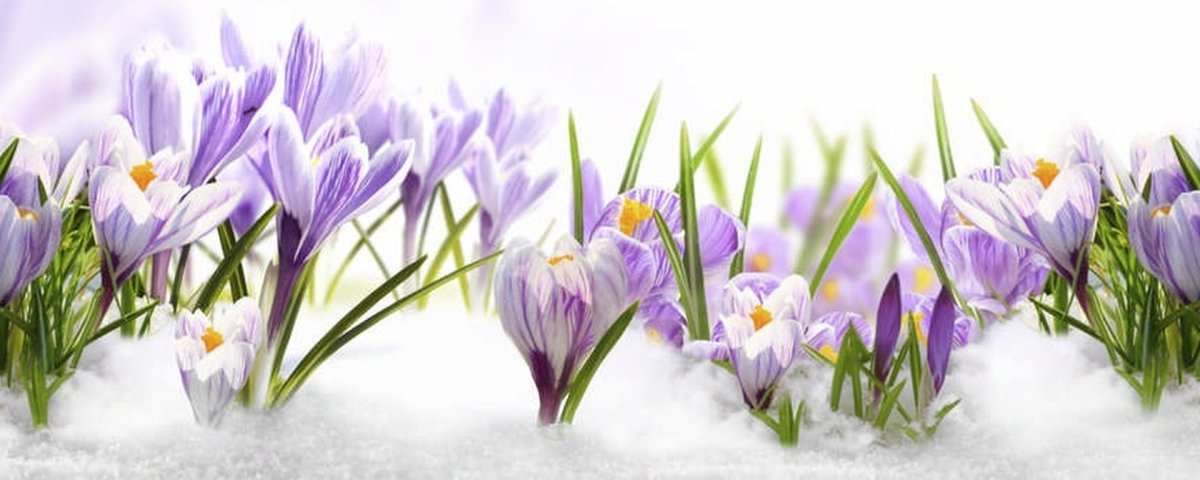 Крокус весенний