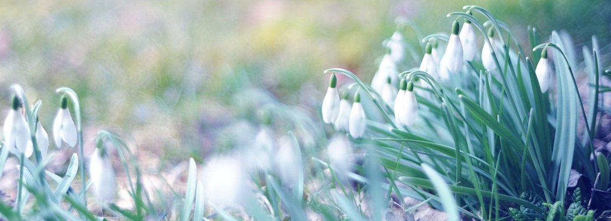 Весна Верба