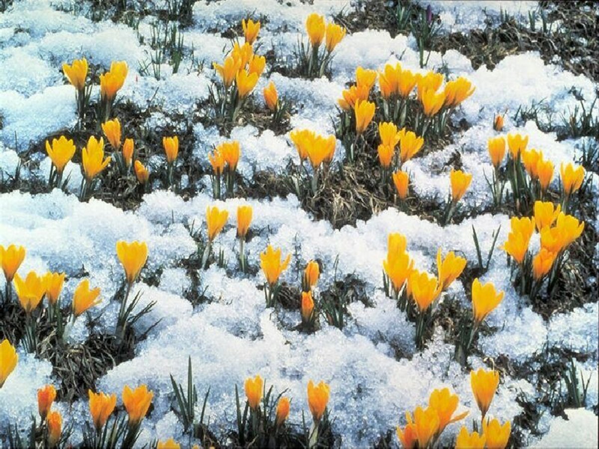 Открытки с весной