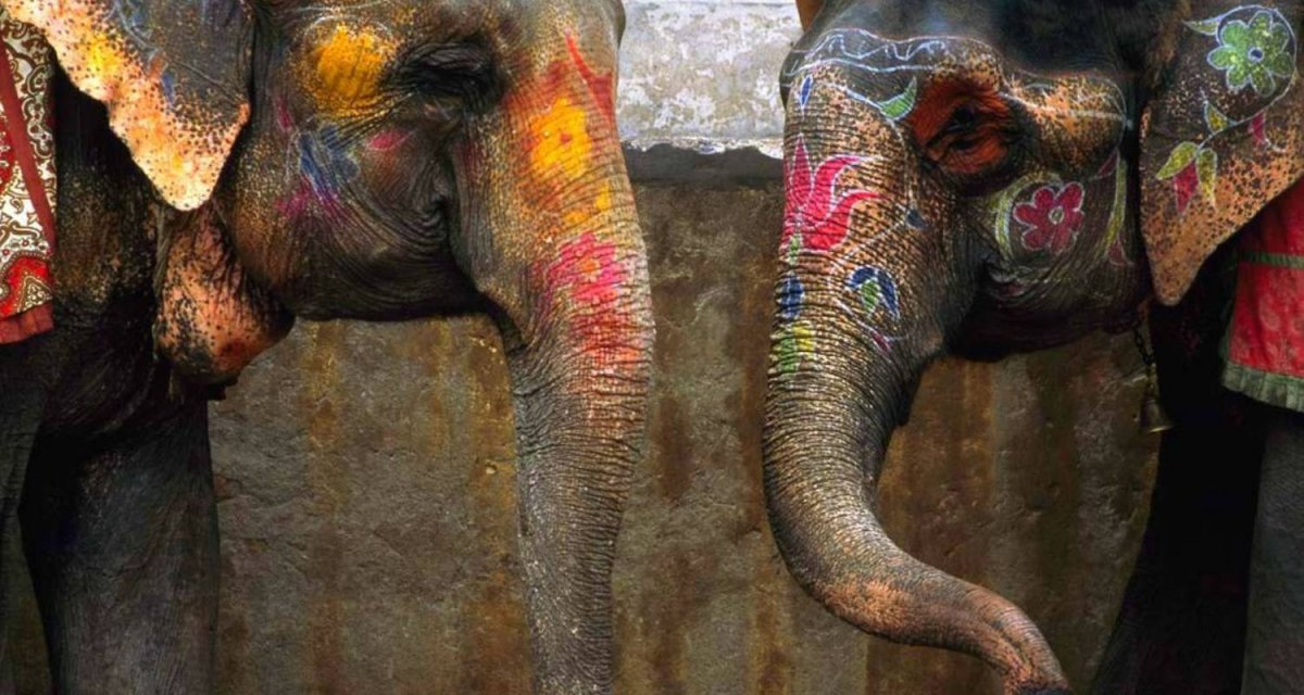 Индийский слон обои