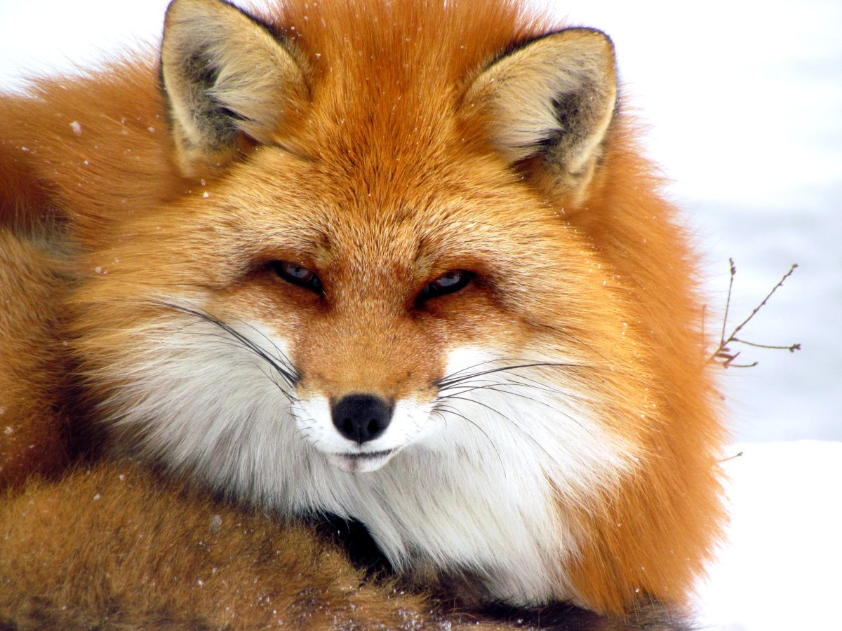 Лисы правят миром