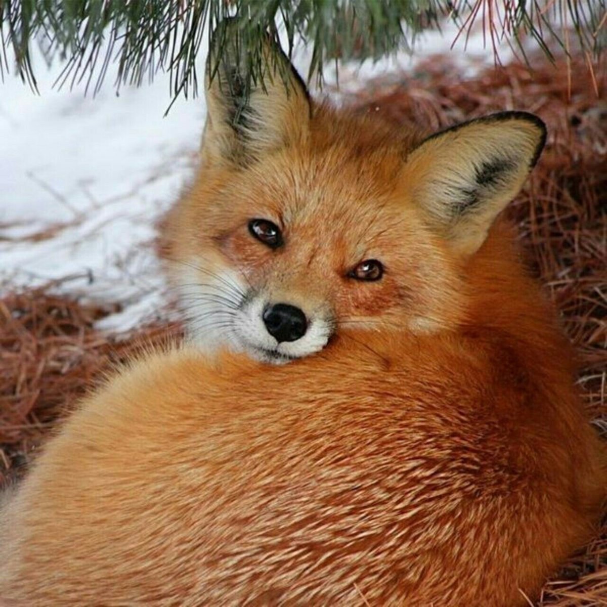 Девушка и лиса