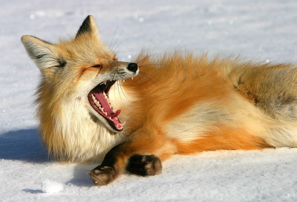 Красивые лисы