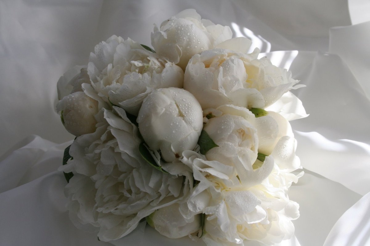 Роза Вайт пион