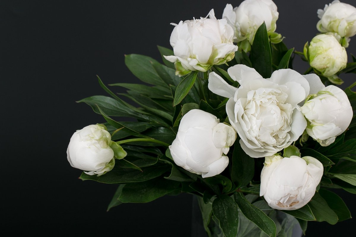 Пион белые Полар Стар