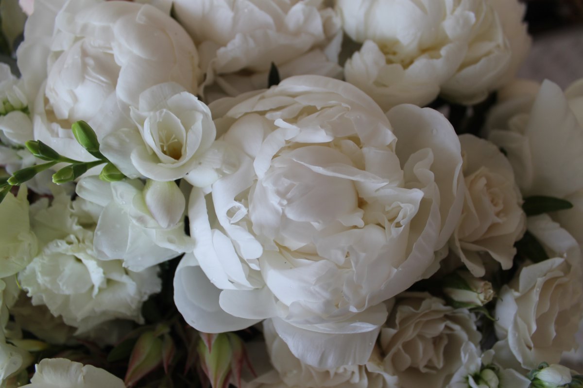 Розоподобные пионы