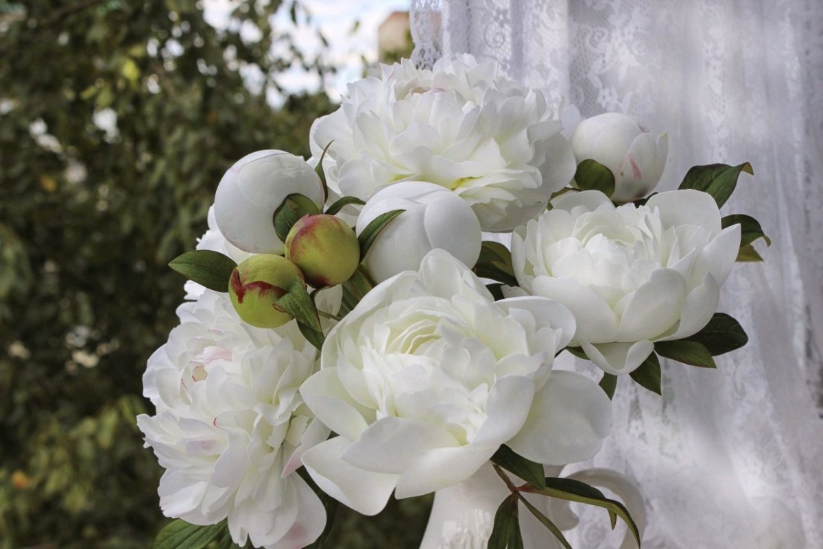Цветы пионы белые