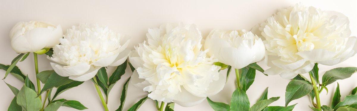 Пионы молочного цвета