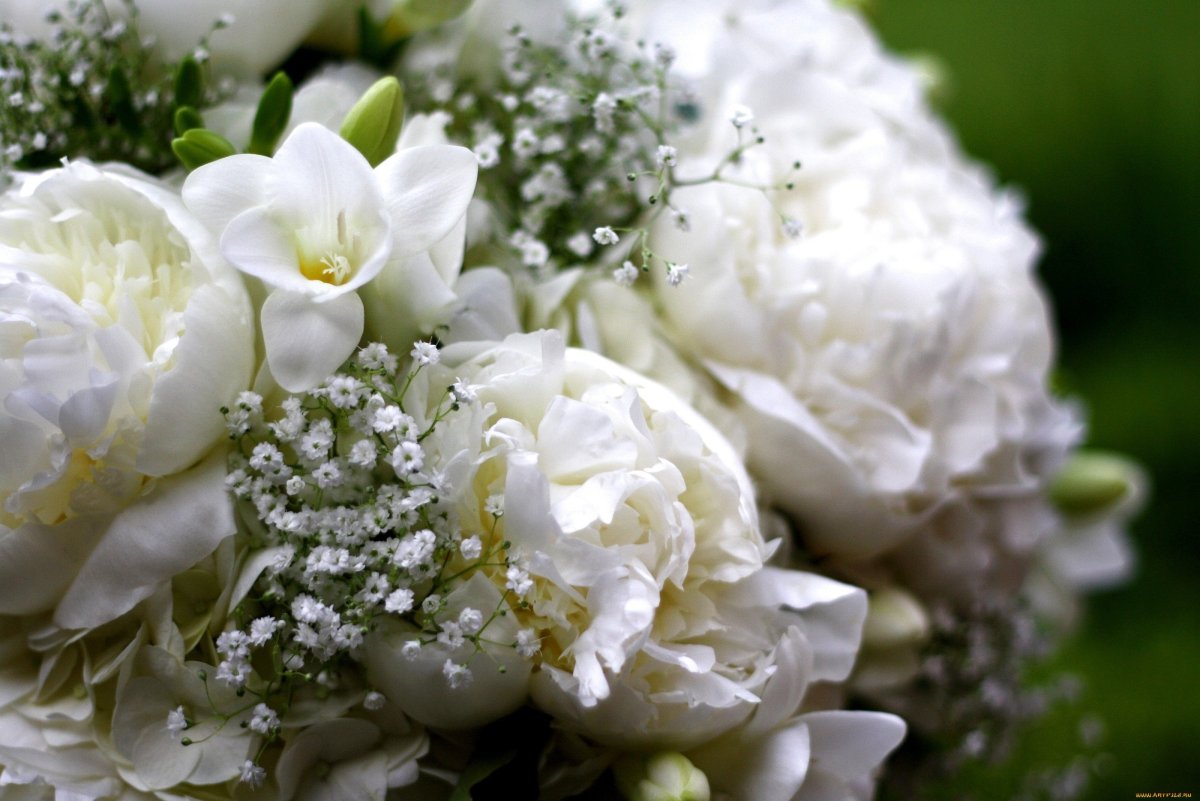 Пион Ивнинг Дрим