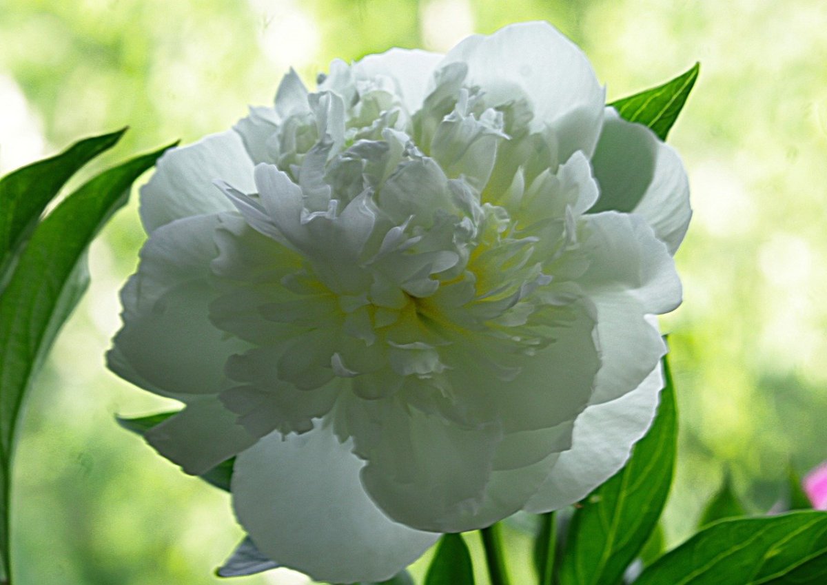 Пион Madame Boulanger