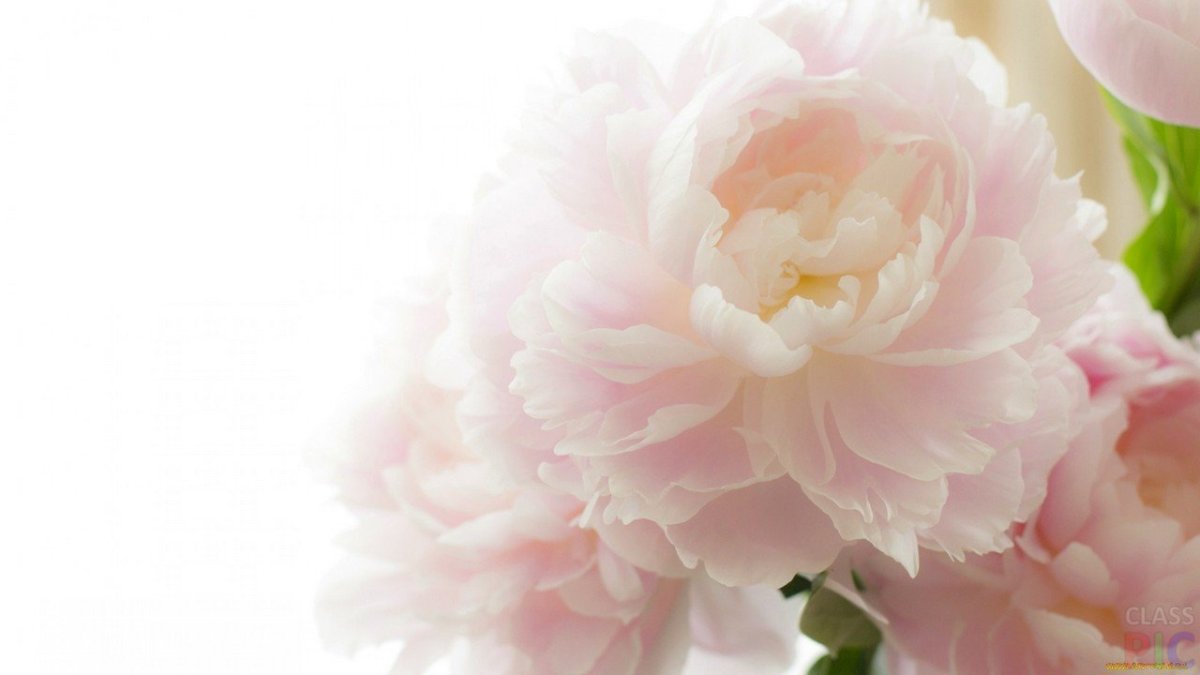 Нежные пионы