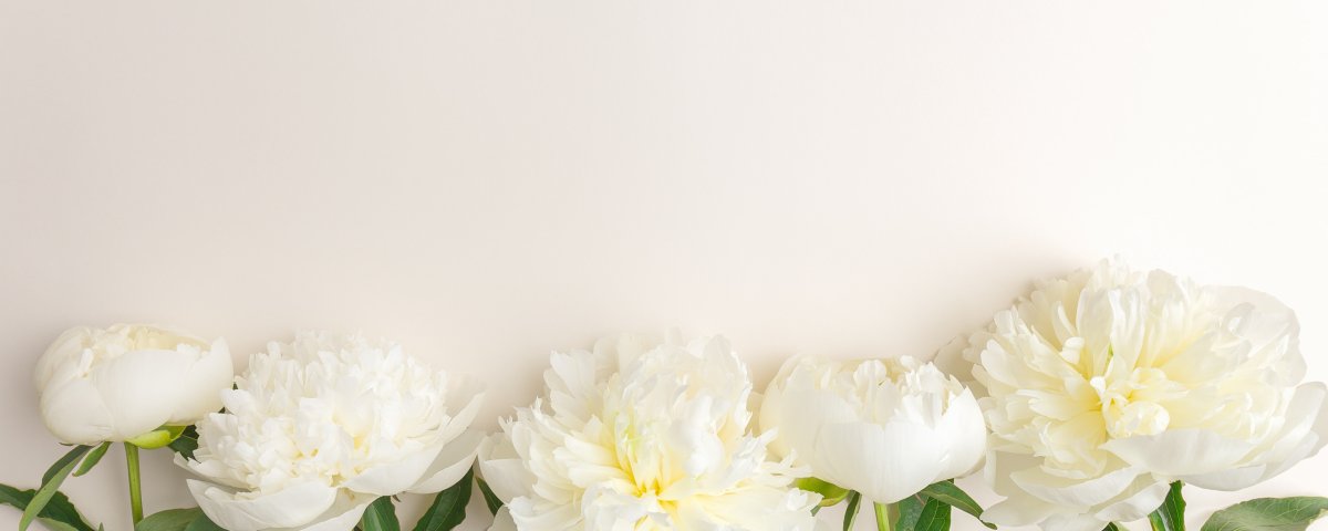 Пионовидная роза Peony Pink