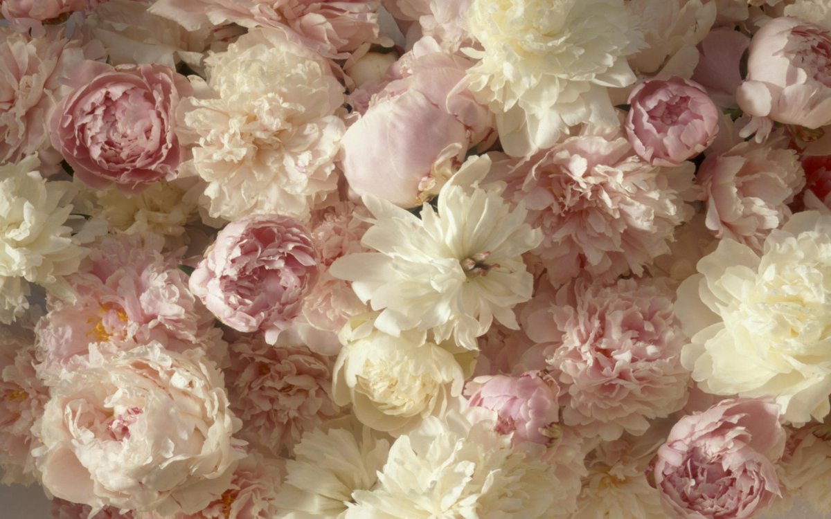 Дюшес пион свадебный