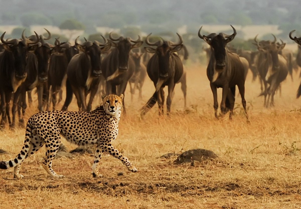 Животные жарких стран