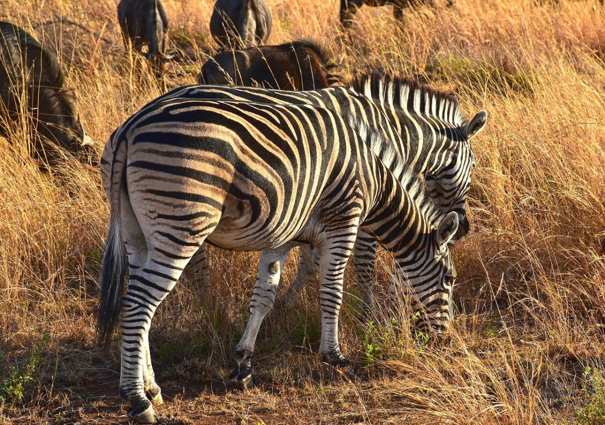 Саванный леопард