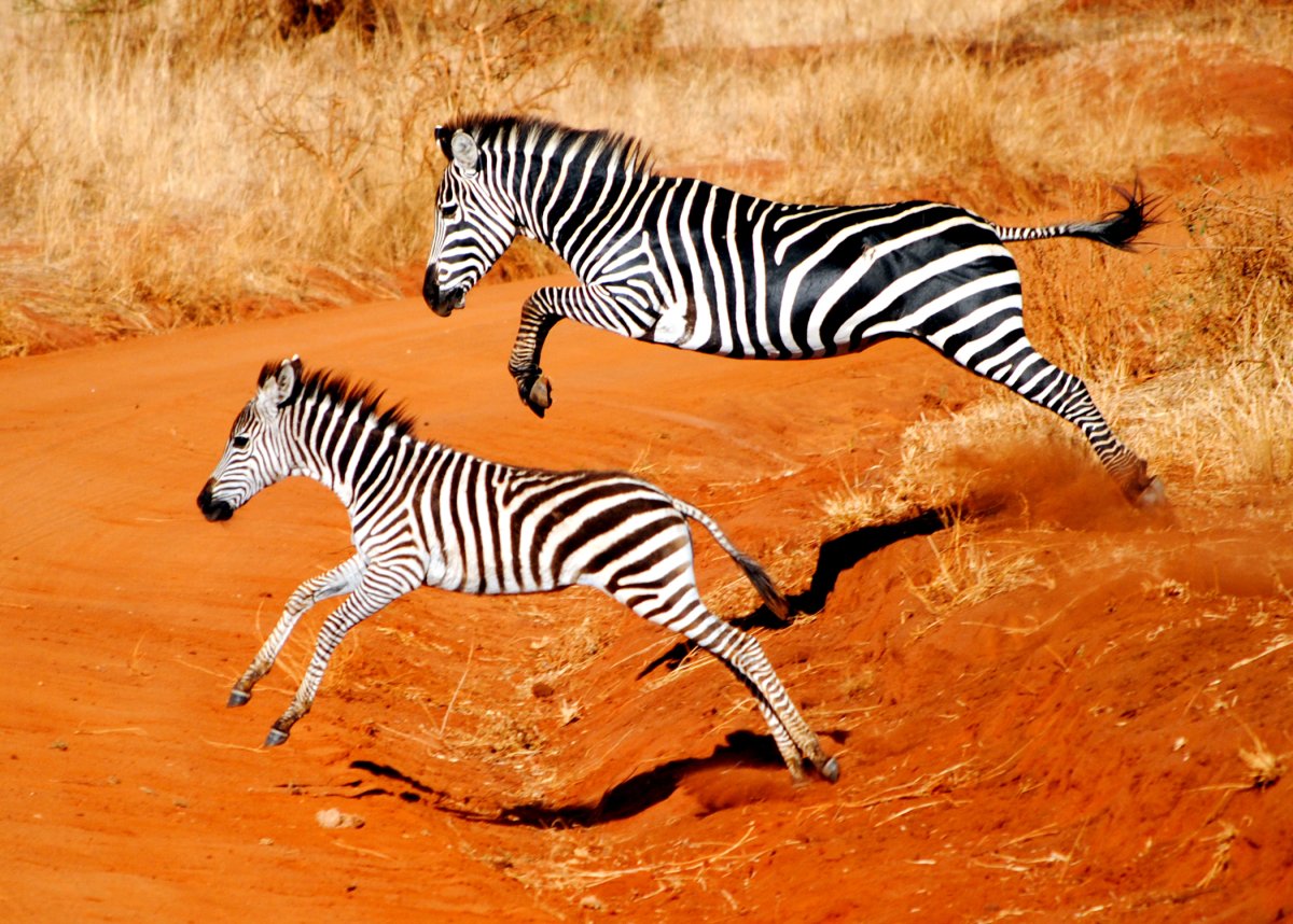 Животные в одном стиле