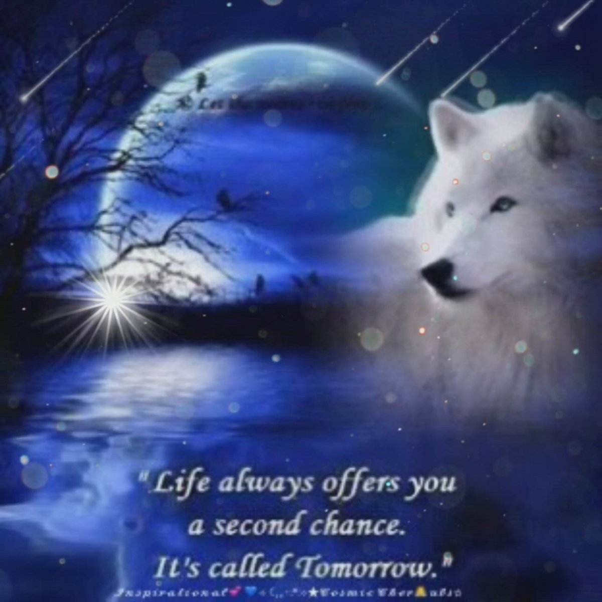 Доброй ночи волк