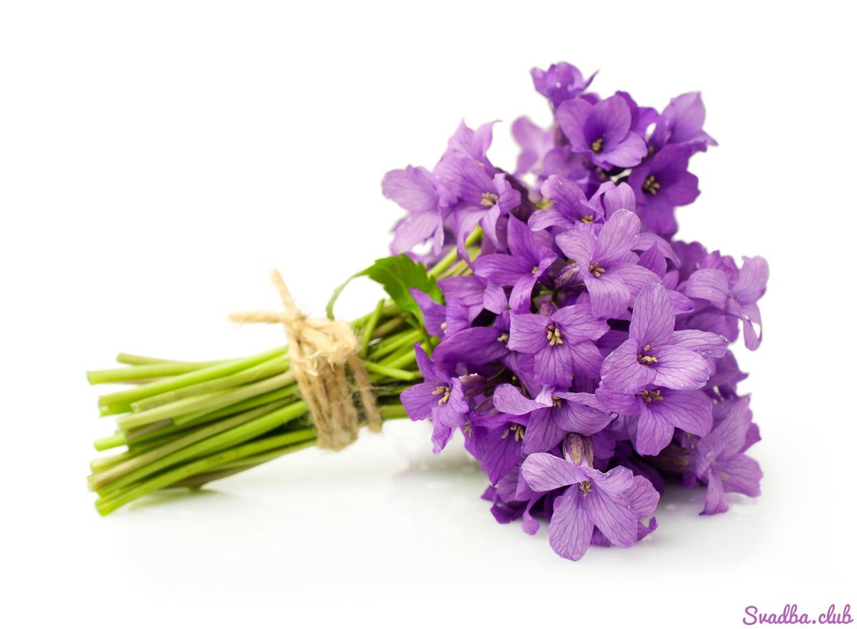 Лесные фиалки букет