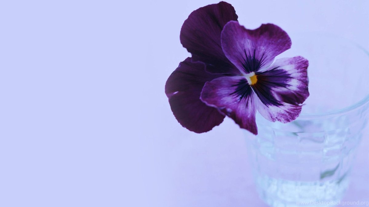 Анютины глазки Фаберже