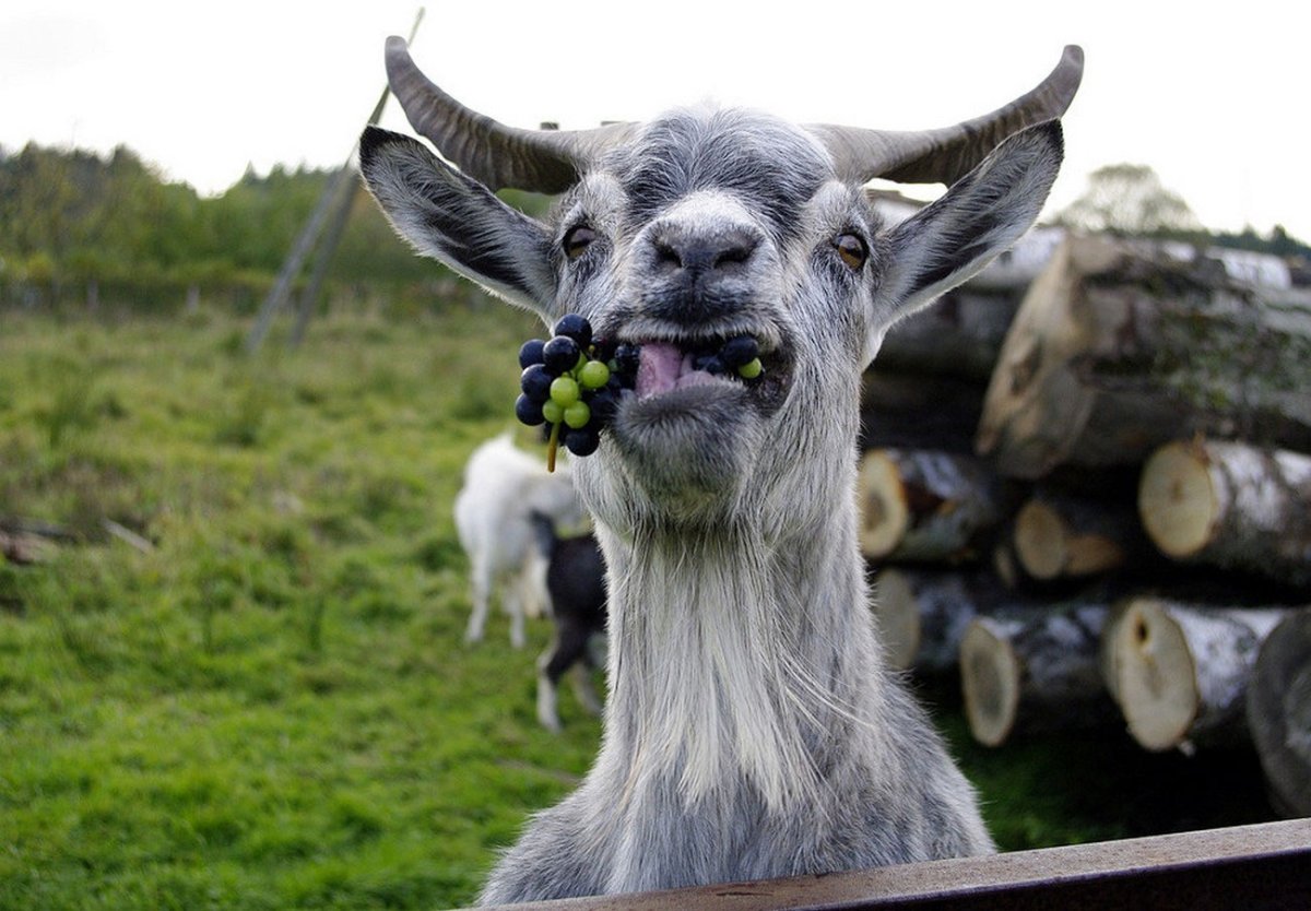 Смешные животные