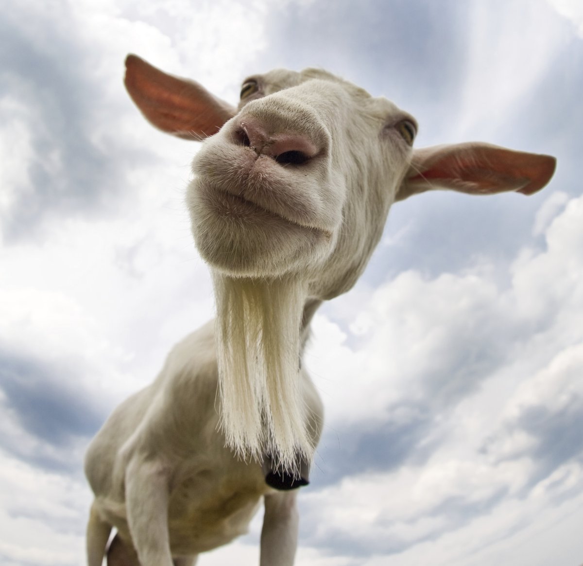 Козья морда