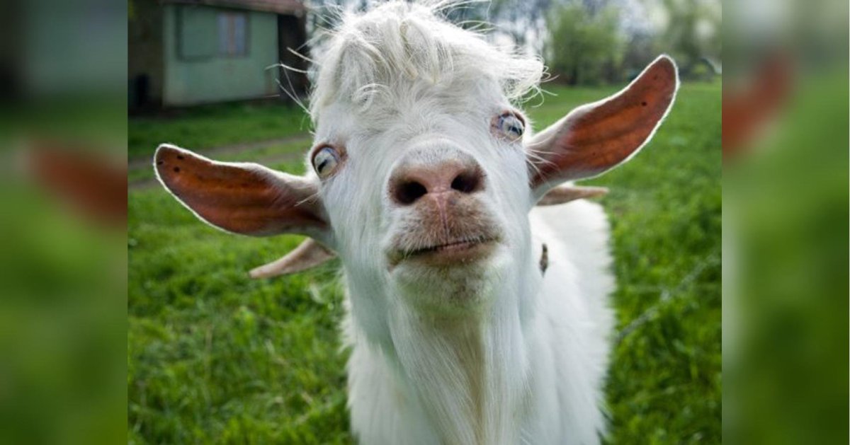 Козья морда