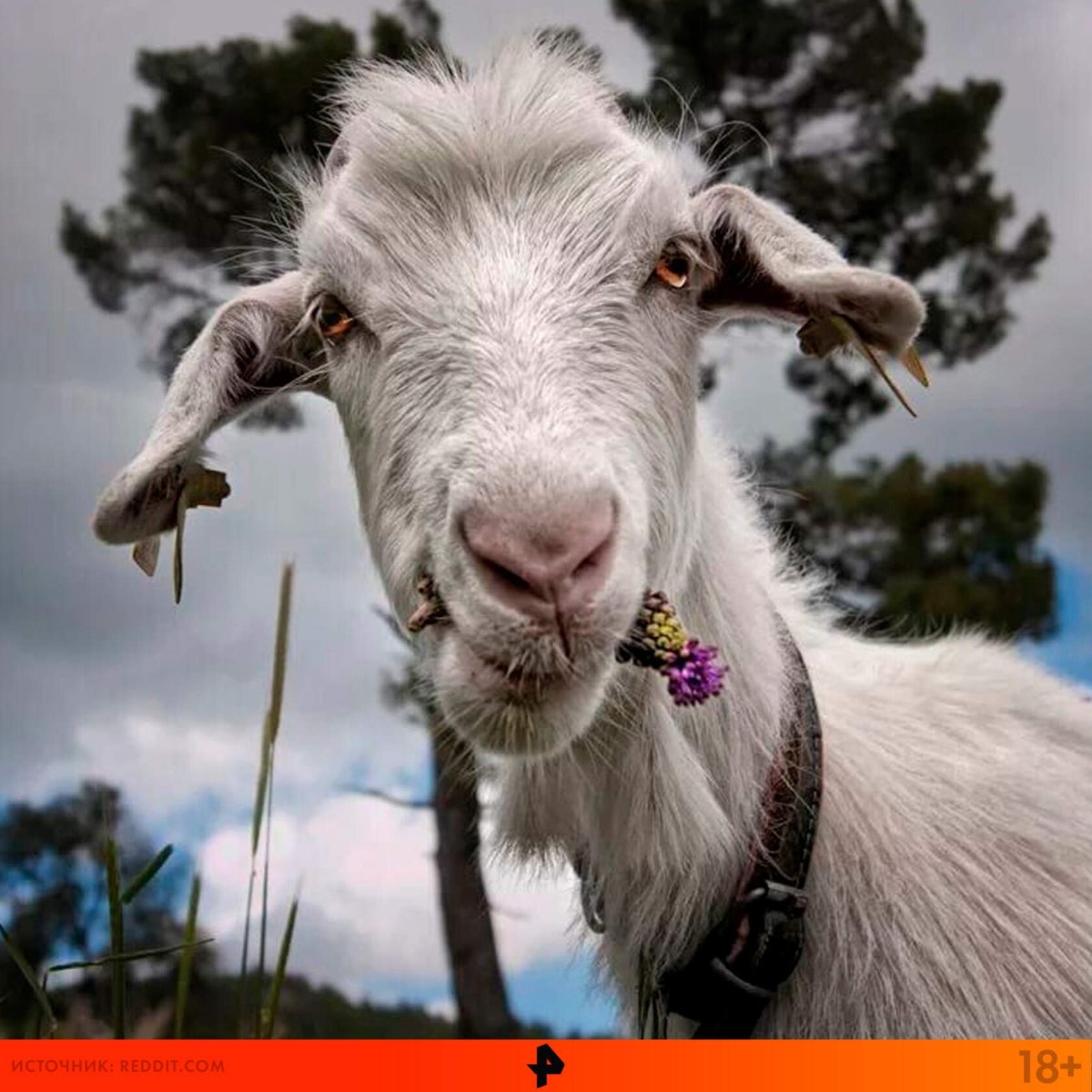 Смешной козел