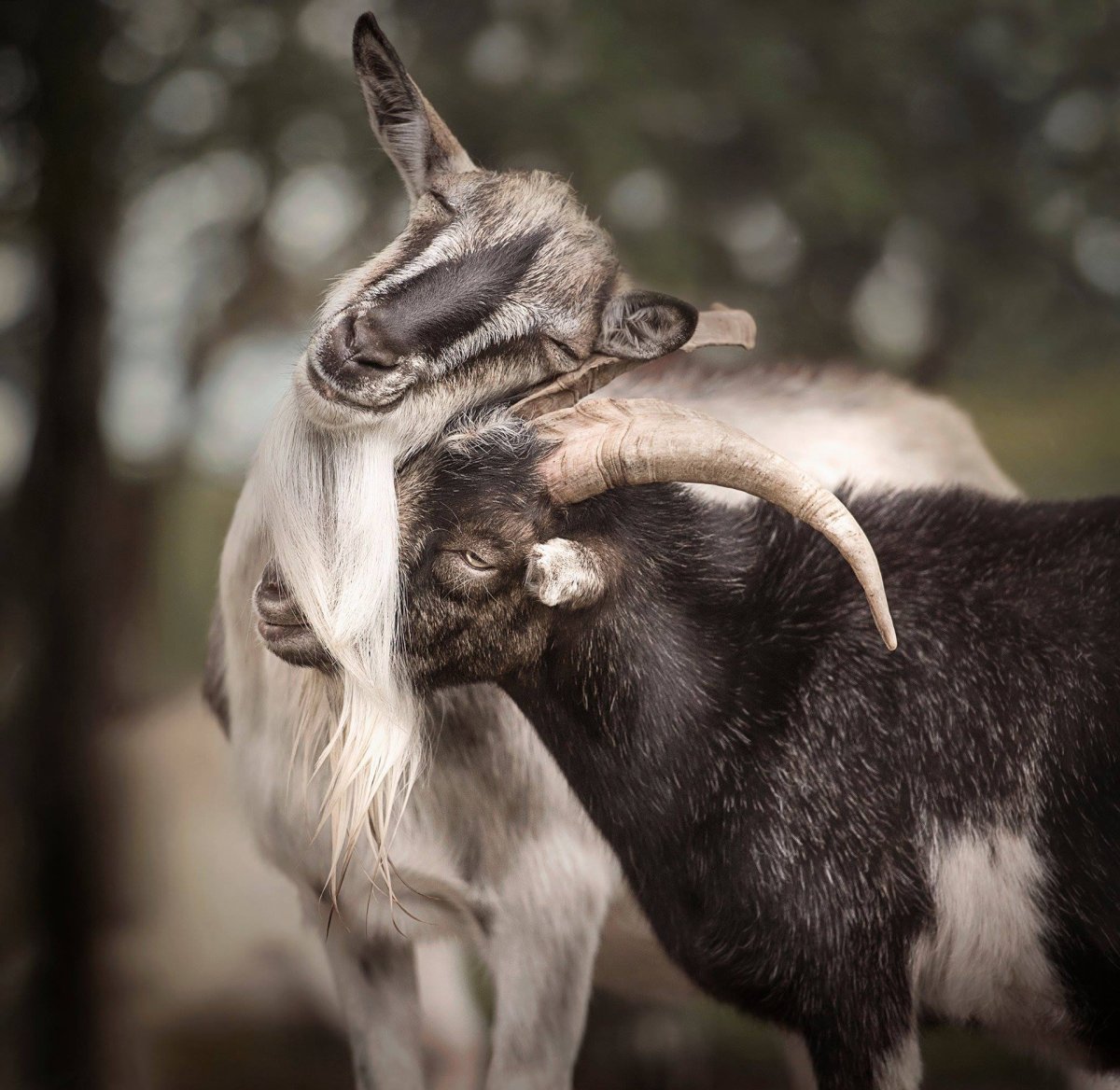 Рыжий козёл